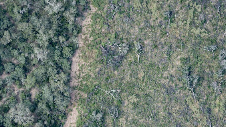 En el 2018 la deforestación ilegal alcanzó dos veces la superficie de Buenos Aires