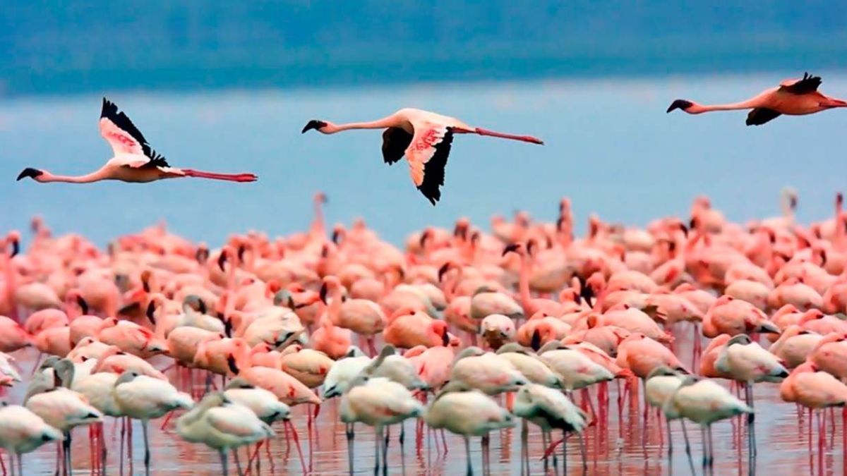 Laguna de Pozuelos: se cumplió la XII edición en su homenaje