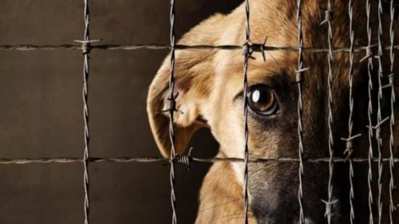 La Ley Penal N° 14.346 y la Ley Provincial N° 5860/14 establecen penas y sanciones para quienes cometan actos de maltrato o crueldad contra los animales - Imagen ilustrativa 