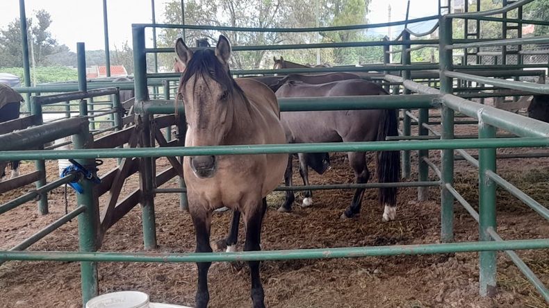 En la Marcha, los caballos criollos recorren 750 km en 75 horas, divididas en 14 días. 