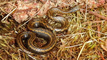 Un grupo de científicos publicó este jueves el descubrimiento de una nueva especie de serpiente.