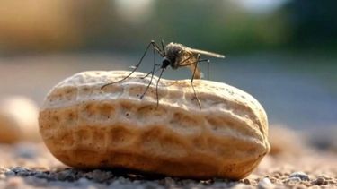 Descubren un novedoso método para tratar el dengue con piel de maní