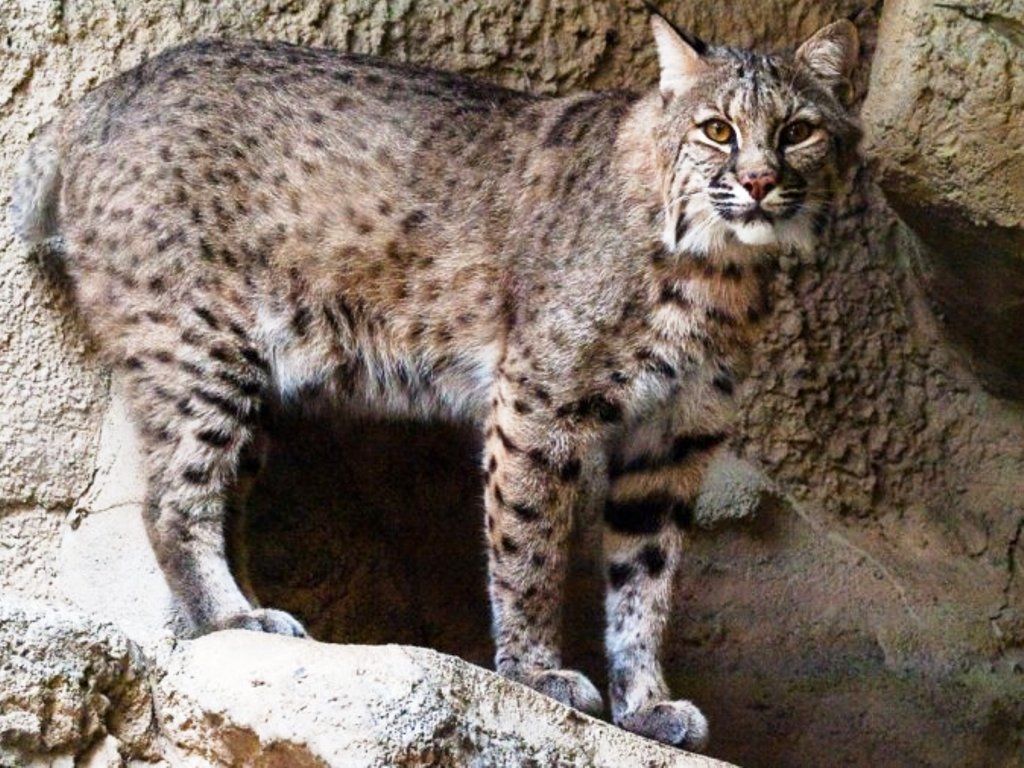 Insólito: robaron dos gatos monteses en zoológico de Mendoza
