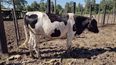 El remate será de vacas, chanchos y caballos abandonados y secuestrados.&nbsp;