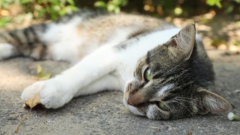 Todo Jujuy | 10 trucos y consejos para cuidar a tu gato del golpe de calor este verano 2025