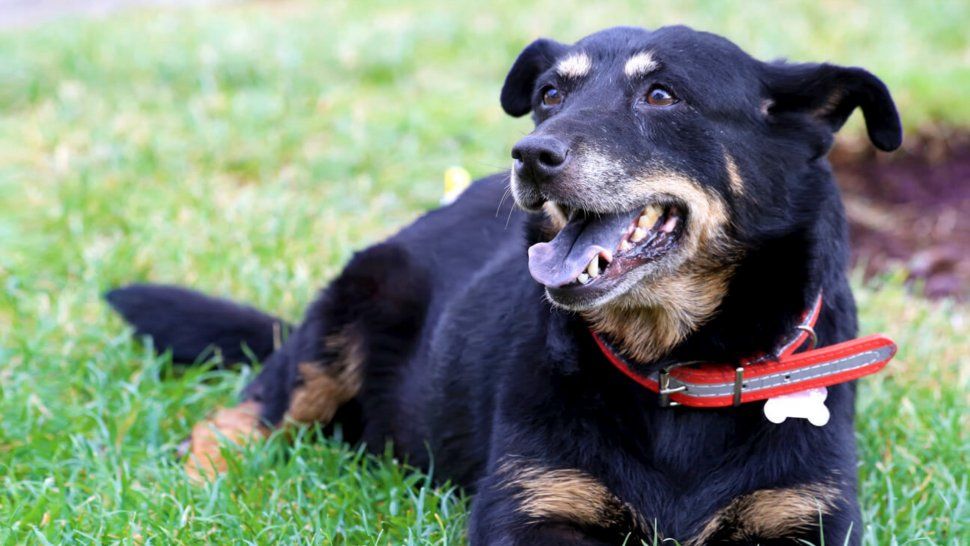 Preocupa la irresponsabilidad de los dueños de mascotas en Jujuy