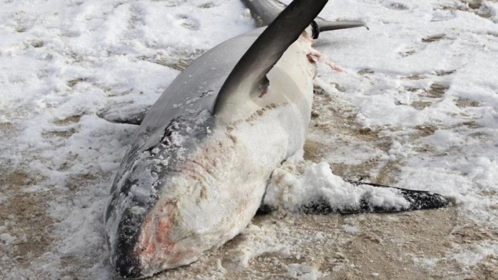 Tiburones congelados, la ola de frío de EEUU desorientó hasta la misma naturaleza