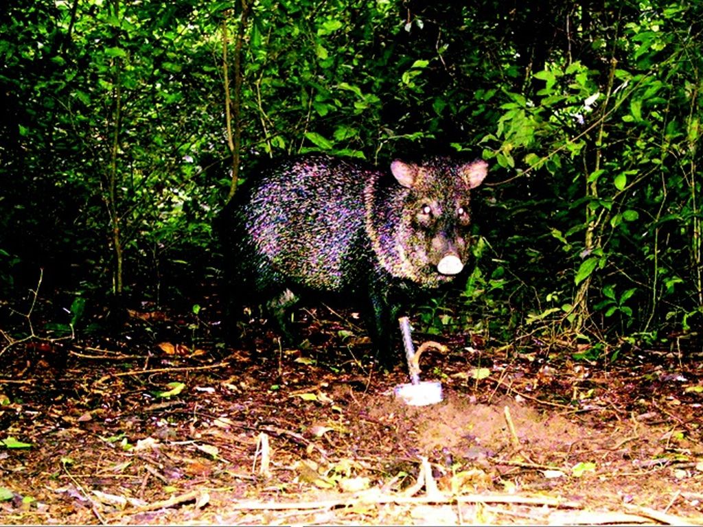 Tapir
