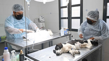 Cronograma de castración y vacunación de mascotas para los ultimos días de Marzo Cronograma de castración y vacunación de mascotas para los ultimos días de Marzo