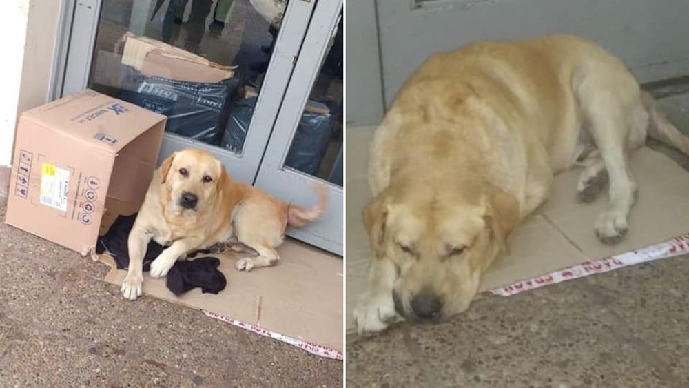 Amor incondicional: su dueño murió y él lo espera en la puerta del hospital Pablo Soria