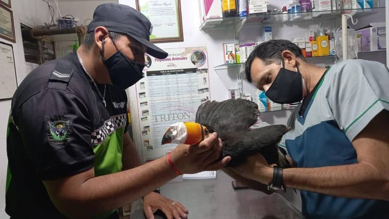 En San Pedro rescataron un tucán que fue herido de un hondazo