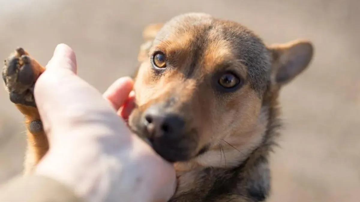 La Reforma de la Constitución declararía a los animales como seres sintientes.