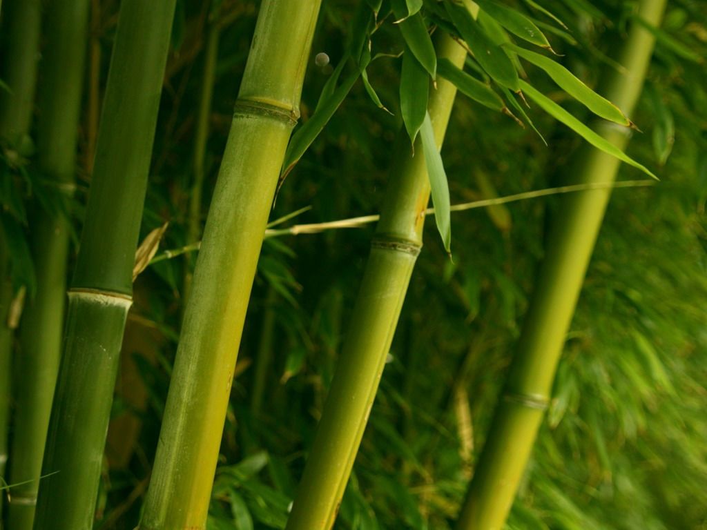 Bambú