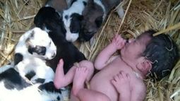 La beba fue cobijada por una perra junto a sus cachorros, y pudo sobrevivir tras el abandono de sus padres.