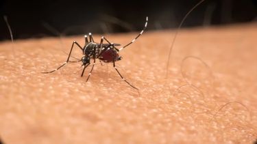 El Ministerio de Salud notificó un descenso en los casos de dengue.