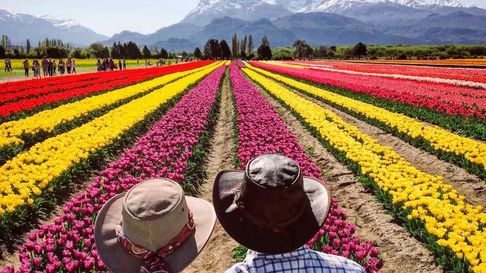 Todo Jujuy | Tulipanes - Argentina.png