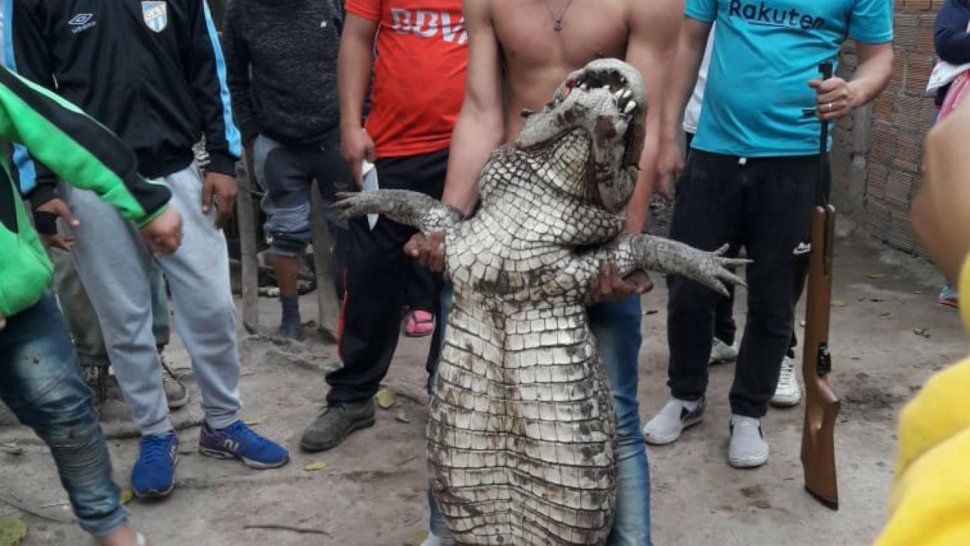 Apareció un yacaré de gran tamaño en Tucumán y generó preocupación