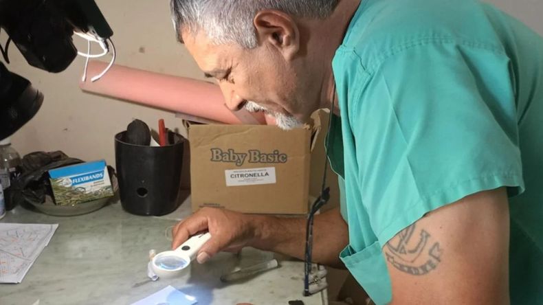 Alarma en Güemes por la presencia de larvas de dengue en todas las muestras de laboratorio