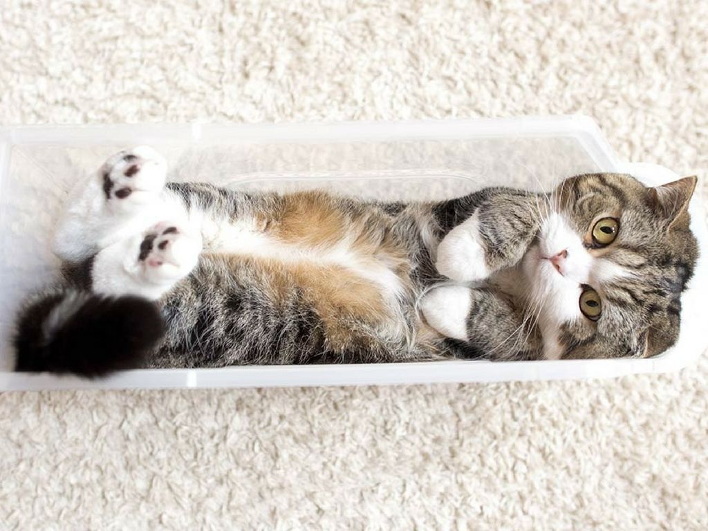 Gato Maru