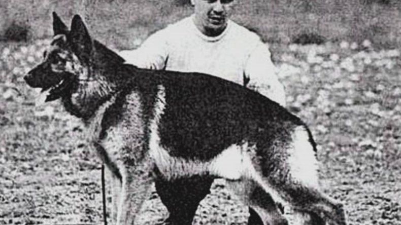 Hoy es el Día del Perro, inspirado en Chonino, el perro policía que murió en un tiroteo