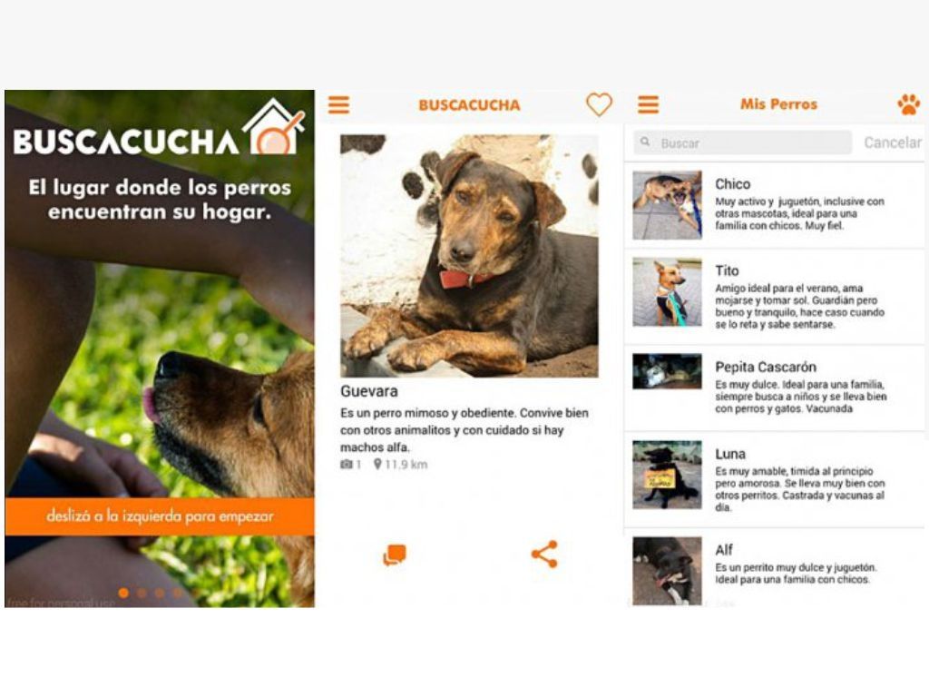 Buscacucha