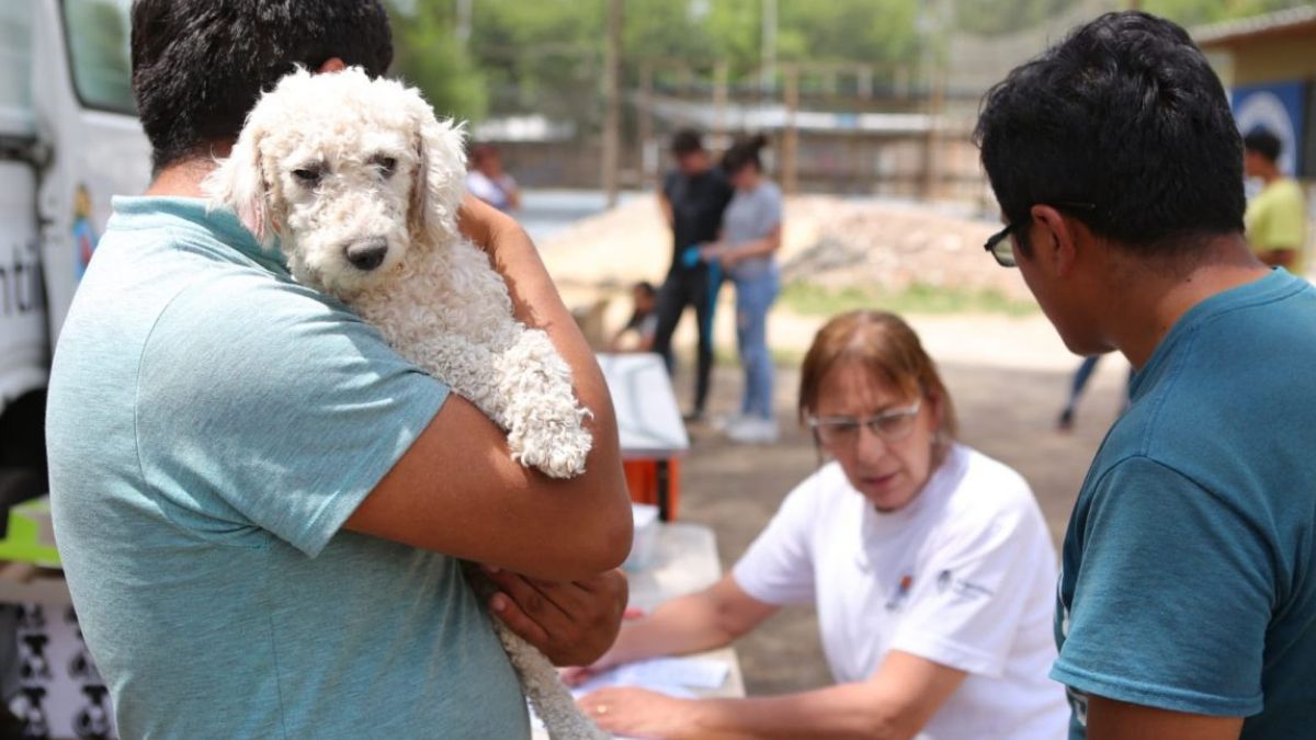 campana de vacunacion antirrabica este fin de semana en la quiaca