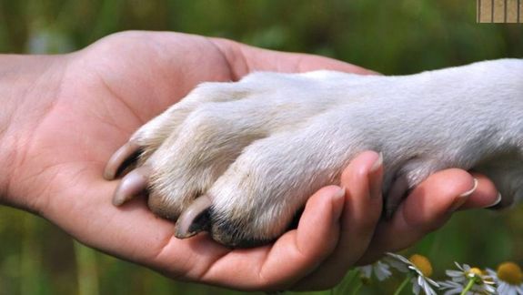 Ley de Protección Animal: fundamentos, prohibiciones e infracciones