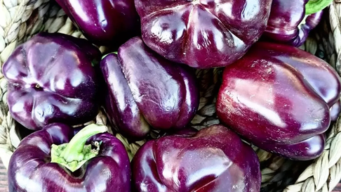 Todo Jujuy | Pimiento violeta