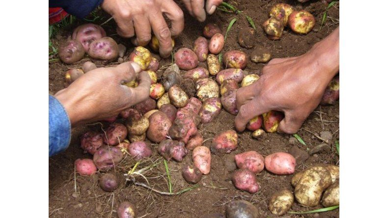 Pequeños productores