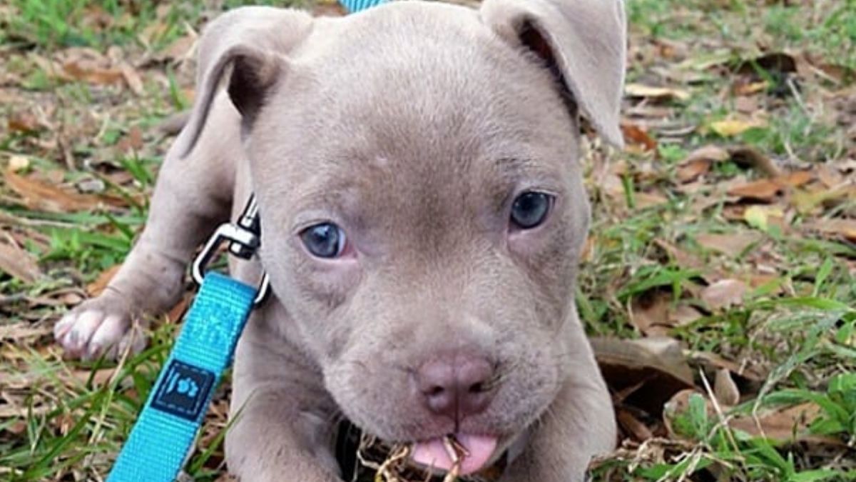 Robaron una cachorra en Abra Pampa&nbsp;