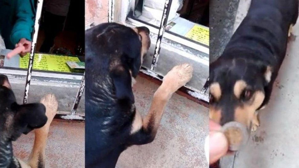 Cabrón, el perro que pide plata para comprar comida es furor en redes sociales