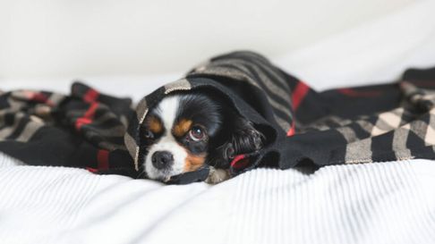 Todo Jujuy | Es importante identificar cuando nuestras mascotas tienen frio para poder atacar la causa.
