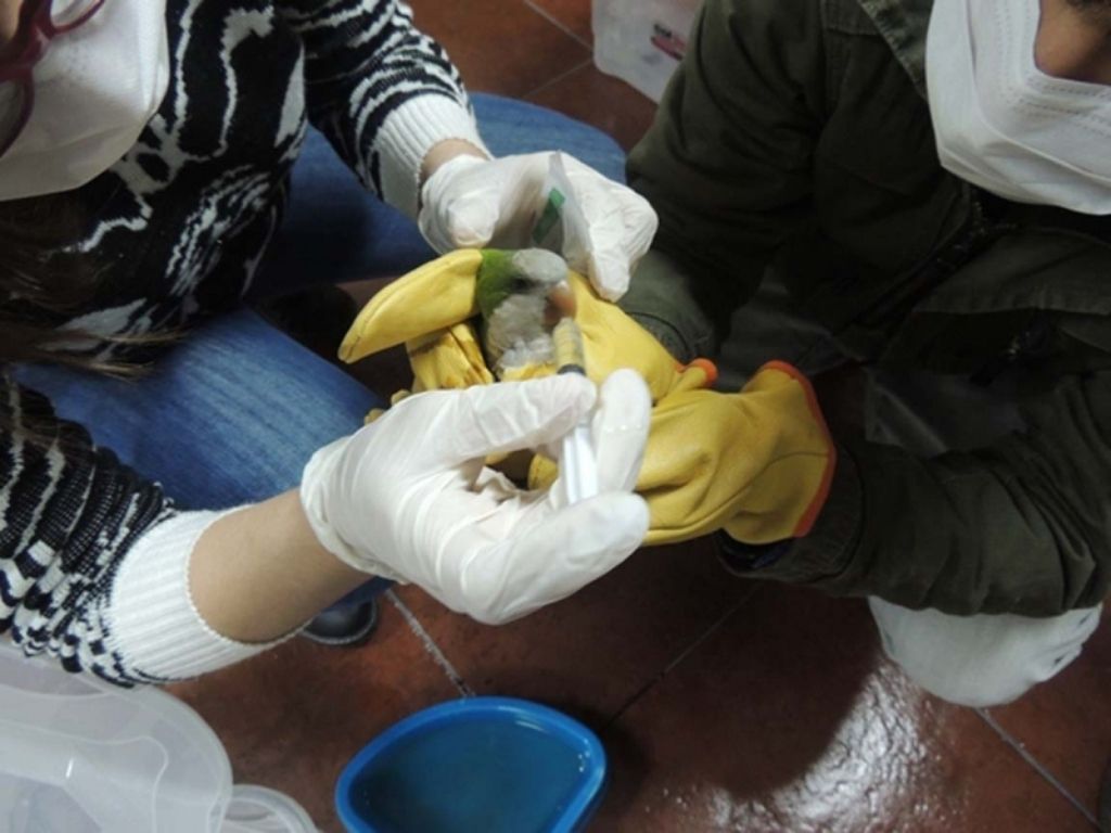 Aves recuperadas