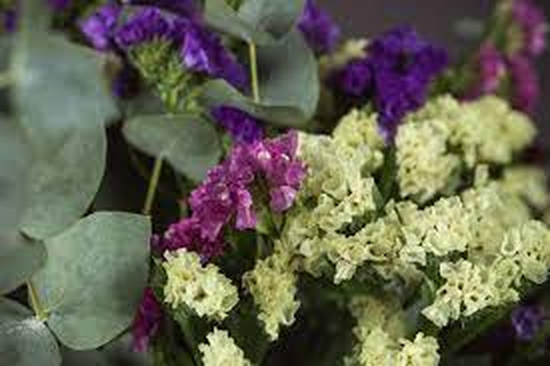 Este tipo de flores suelen ser de las más escogidas en la provincia dada su nobleza a la hora de resistir las inclemencias del tiempo.   Este tipo de flores suelen ser de las más escogidas en la provincia dada su nobleza a la hora de resistir las inclemencias del tiempo.