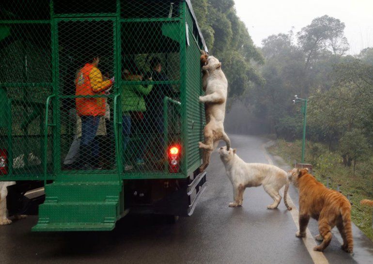 Leones buscan alimentos en las jaulas con visitantes