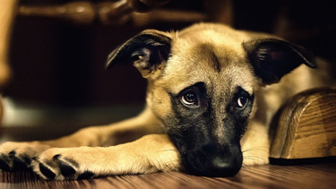 Las 5 señales de que tu perro puede estar enfermo: todos los detalles. 
