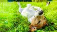 Mascotas: ¿Por qué los perros dan vueltas antes de acostarse?