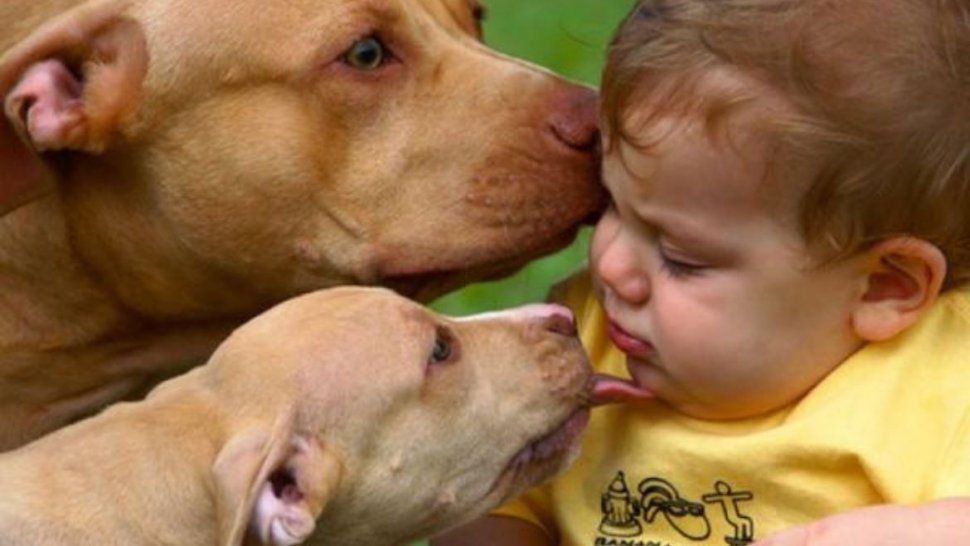 proteccion de animales de compania