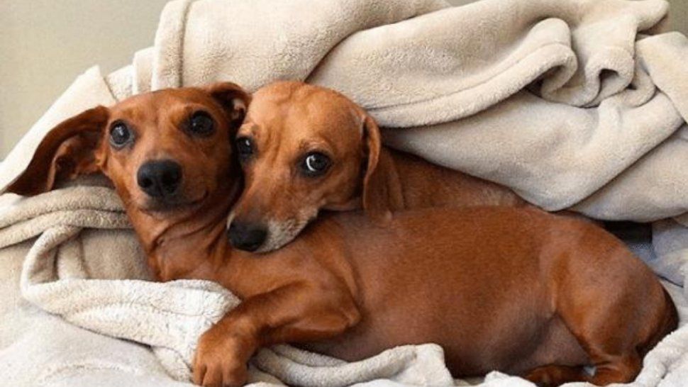 Hoy es el día del perro salchicha, estos pequeños que se ganaron nuestro corazón