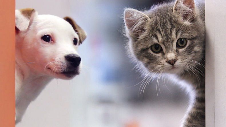 Perros vs gatos