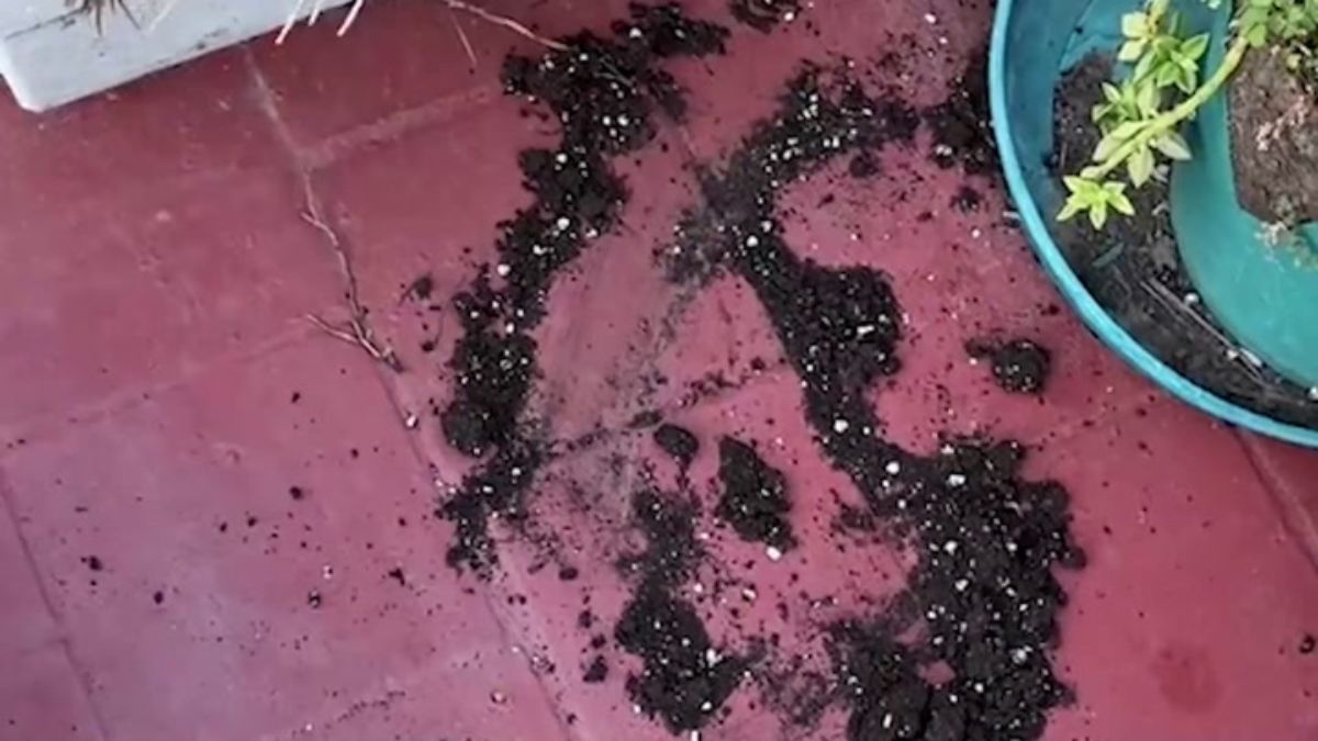 La perrita que cerró los ojos tras una travesura conquista TikTok con su reacción viral.