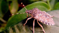 Las Juanitas son insectos que suelen expulsar fuertes olores.