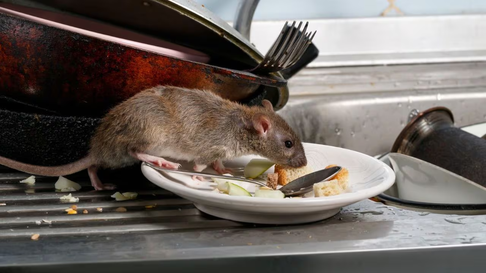 Todo Jujuy | Ratas