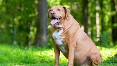 La mitad de los perros y gatos tiene sobrepeso.