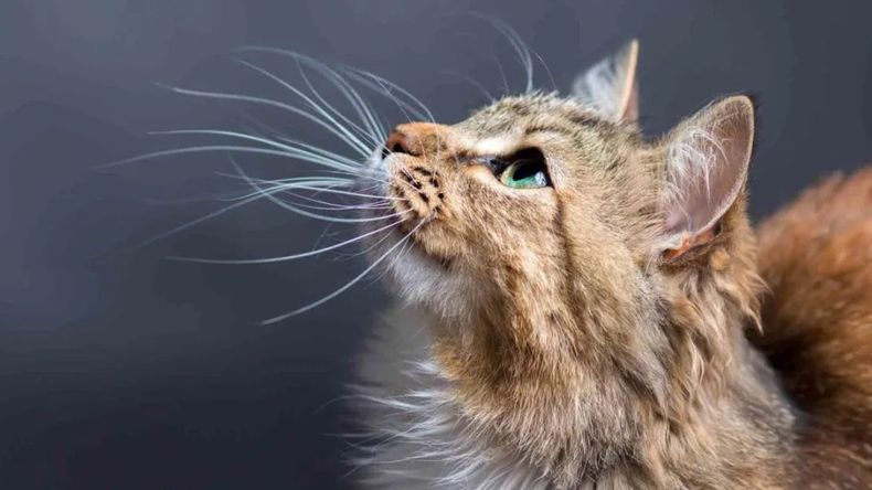 Fin del misterio: develaron para qué sirven los bigotes de los gatos