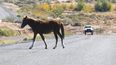 Alerta en Palpalá: en solo cuatro días retiraron 12 animales sueltos de rutas y calles