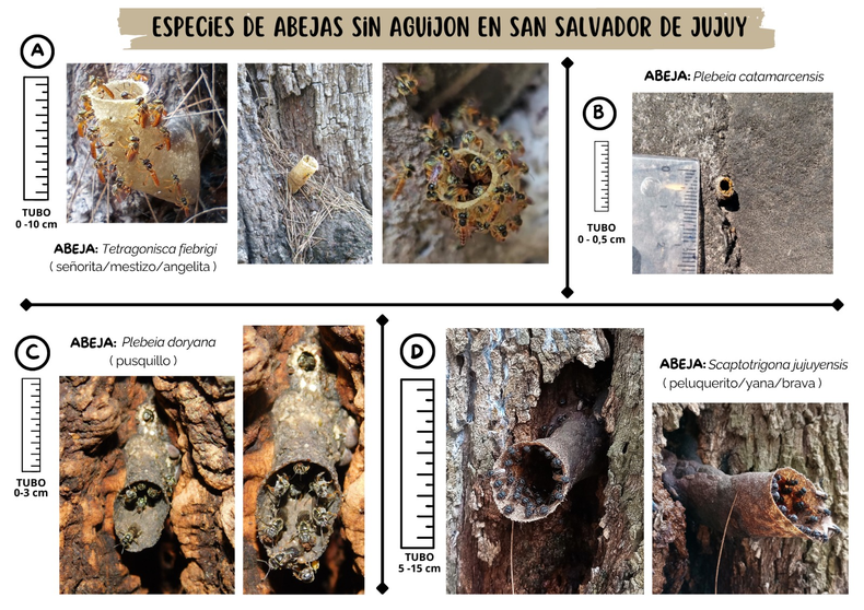 Estás están presentes en San Salvador , en el parque San Martin,  Cementerios públicos y el Xibi Xibi. 