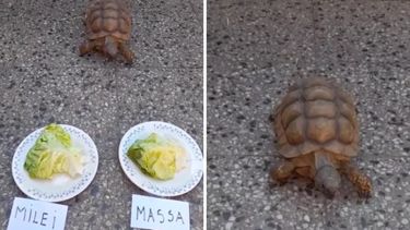 La tortuga vaticinó que Sergio Massa le ganará a Javier Milei en el Balotaje.