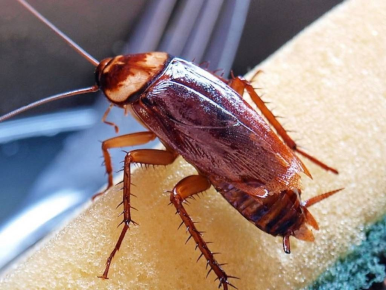 Cuál Es La Función De Las Cucarachas En El Mundo