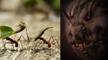 Una foto de la cara de una hormiga ganó un premio de fotografía.&nbsp;